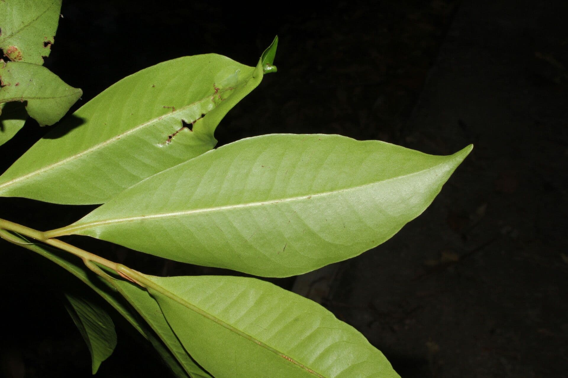 Ardisia