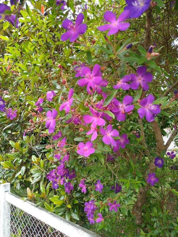 Glory bush 14