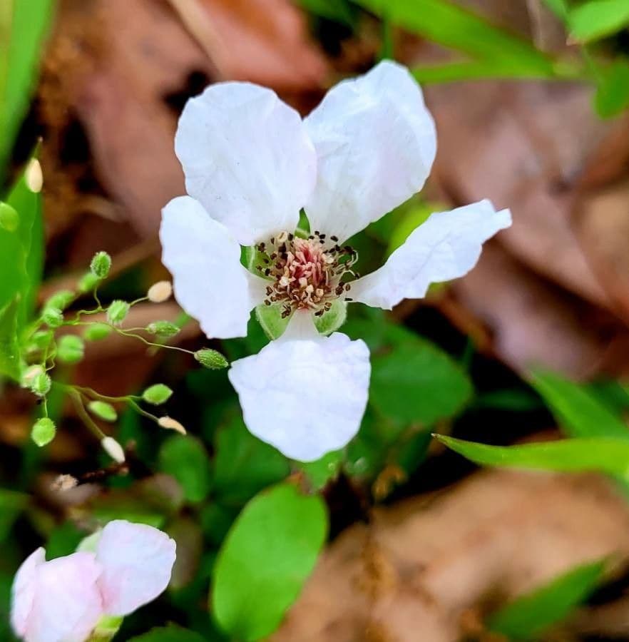 Süße Brombeere 2