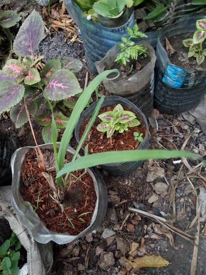 Citronella 13