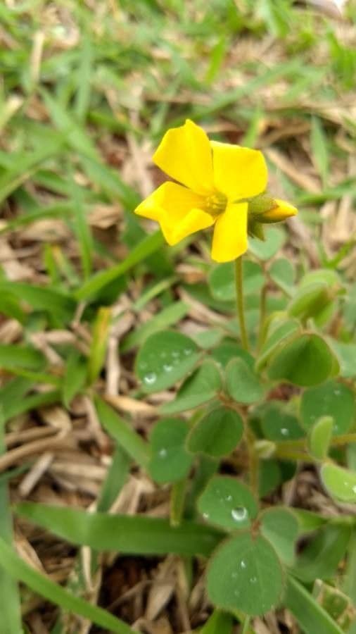 Acetosa pelosa 3