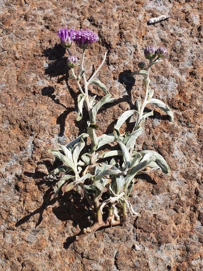 Gutenbergia 12