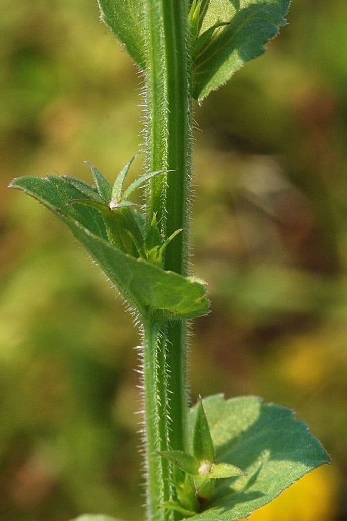 Triodanis przerosła 20