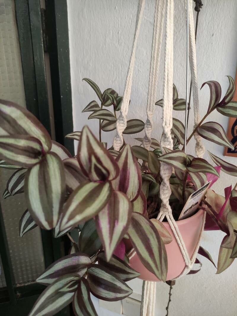 Tradescantia 25