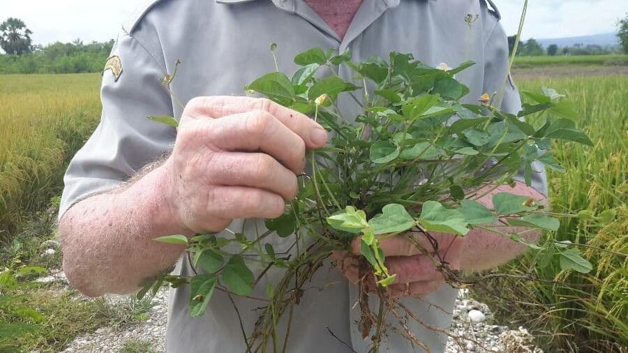 Vigna trilobata 5