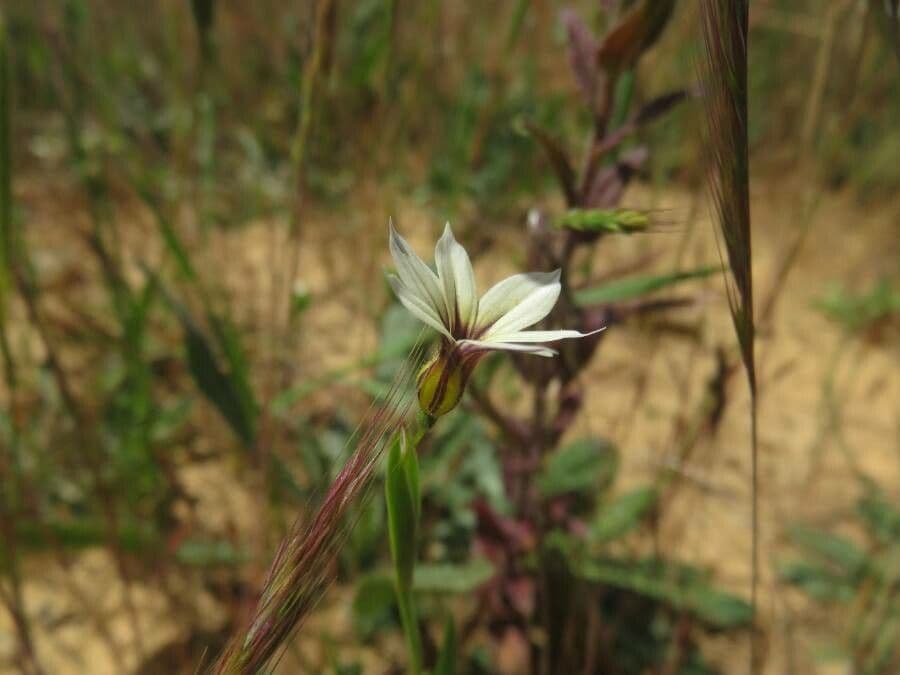 Sisyrinchium