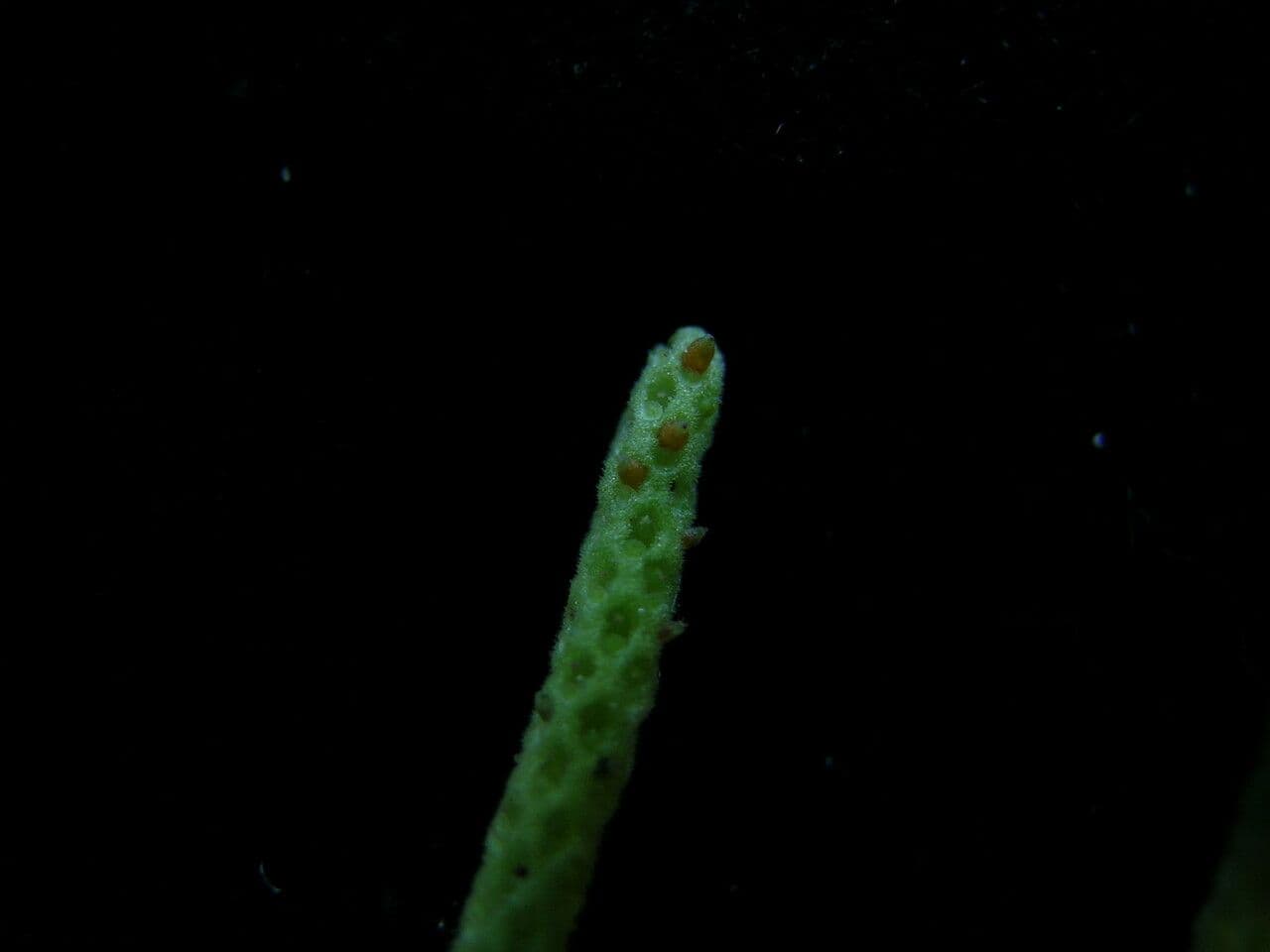 Peperomia 2