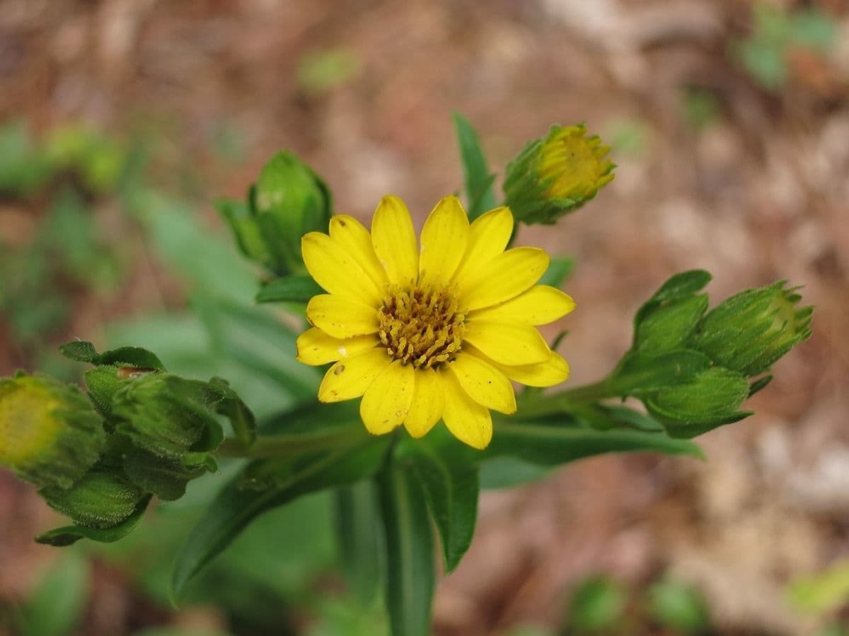 Chrysopsis mariana 5