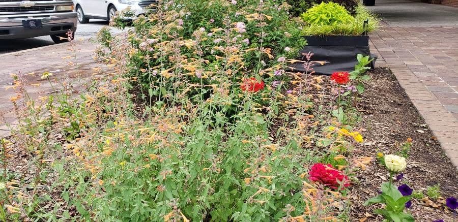 Agastache 5