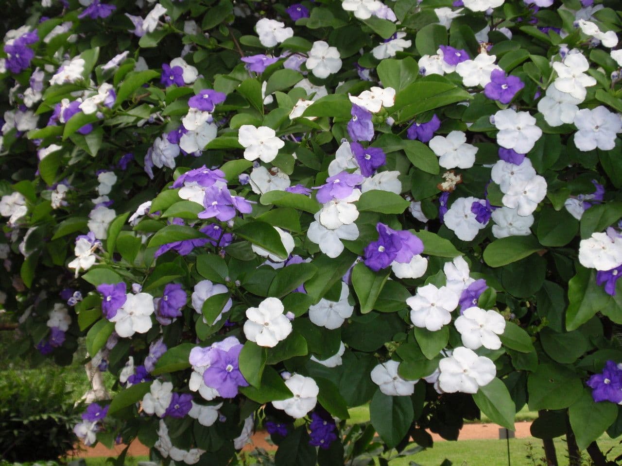 Brunfelsia australe 7