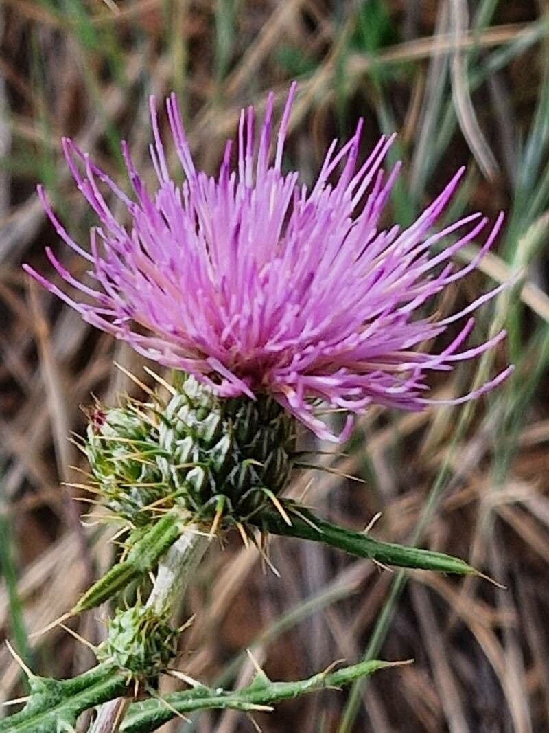 Cardo pirenaico 3