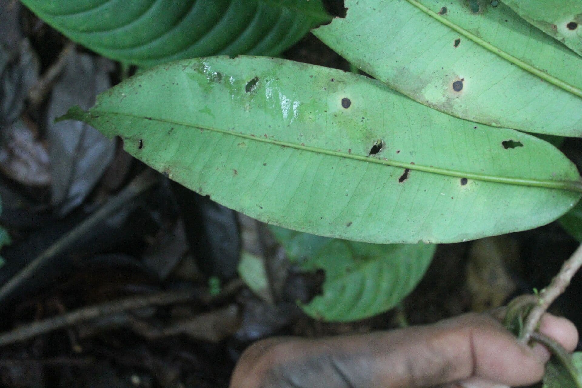 Ardisia 13