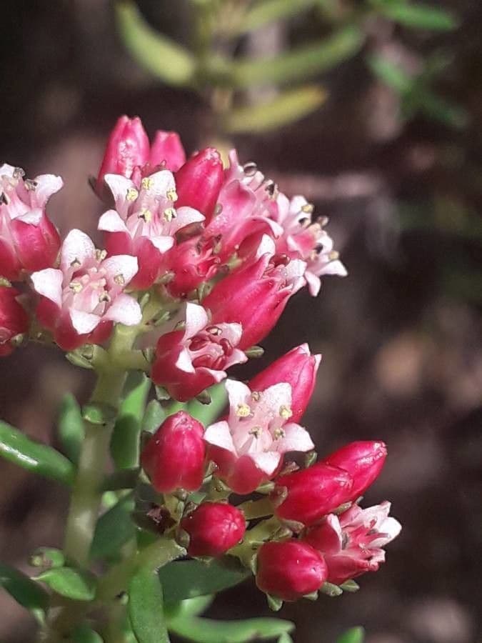 Crassula 2