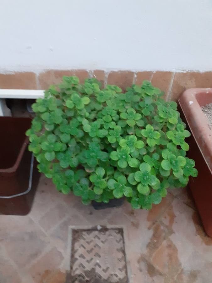 Coleus tomentoso