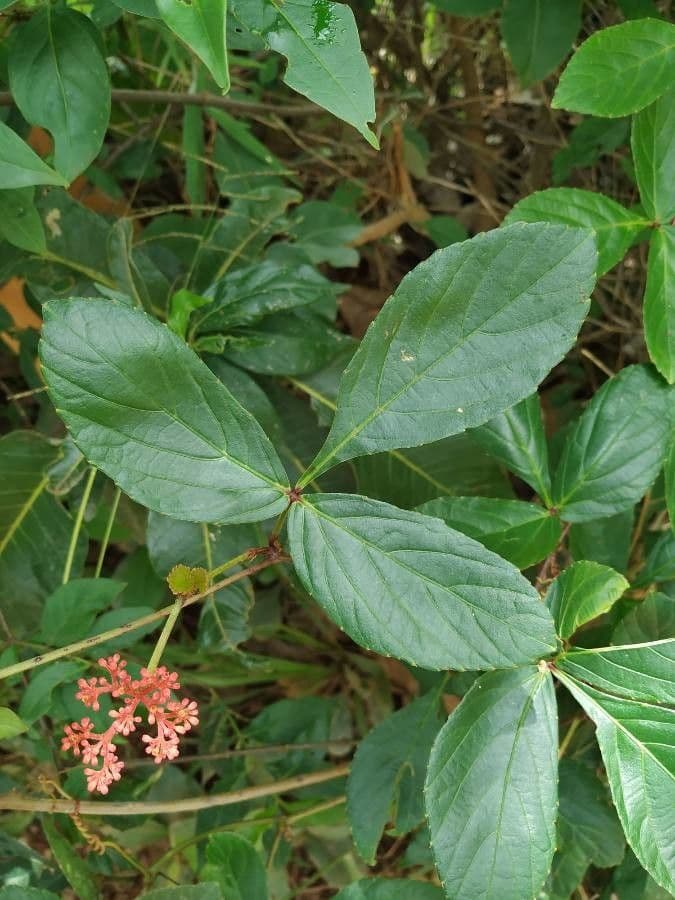 Cissus 12