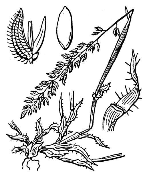 Scheren-Spargel 25