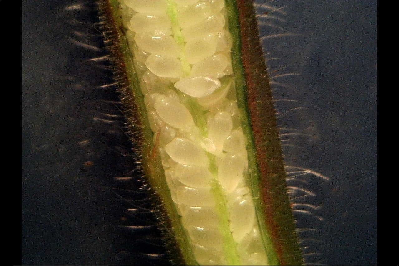 Onagra stricta 5