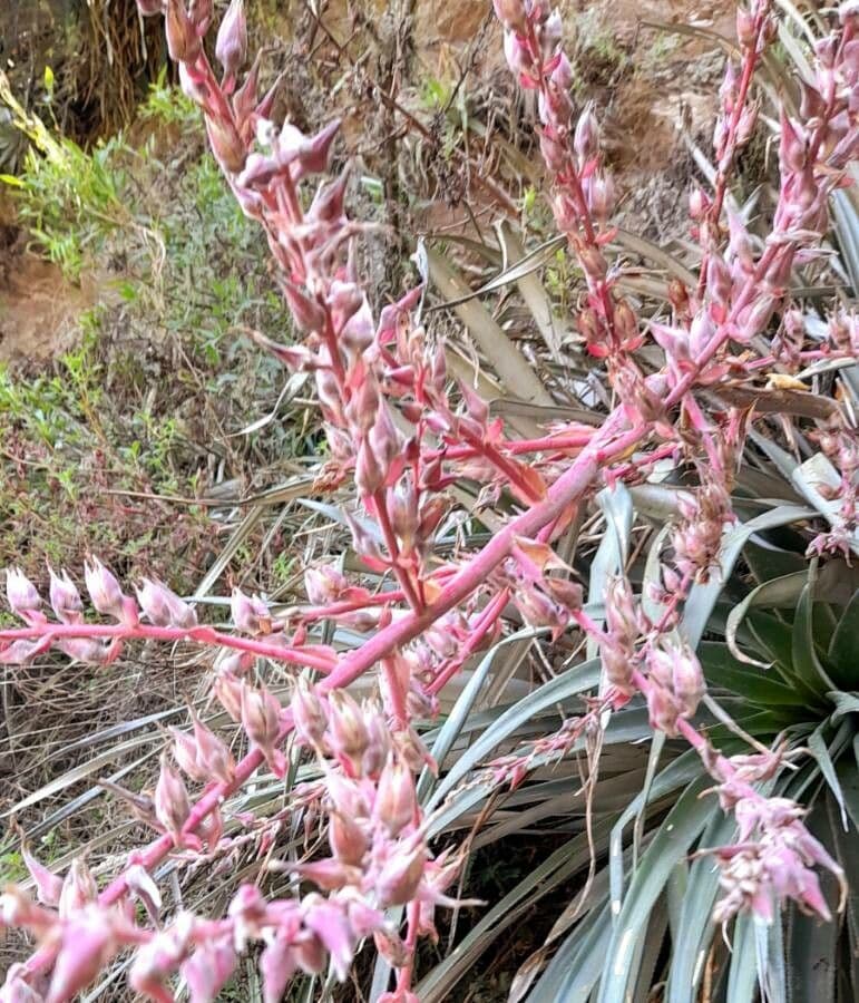 Puya 2