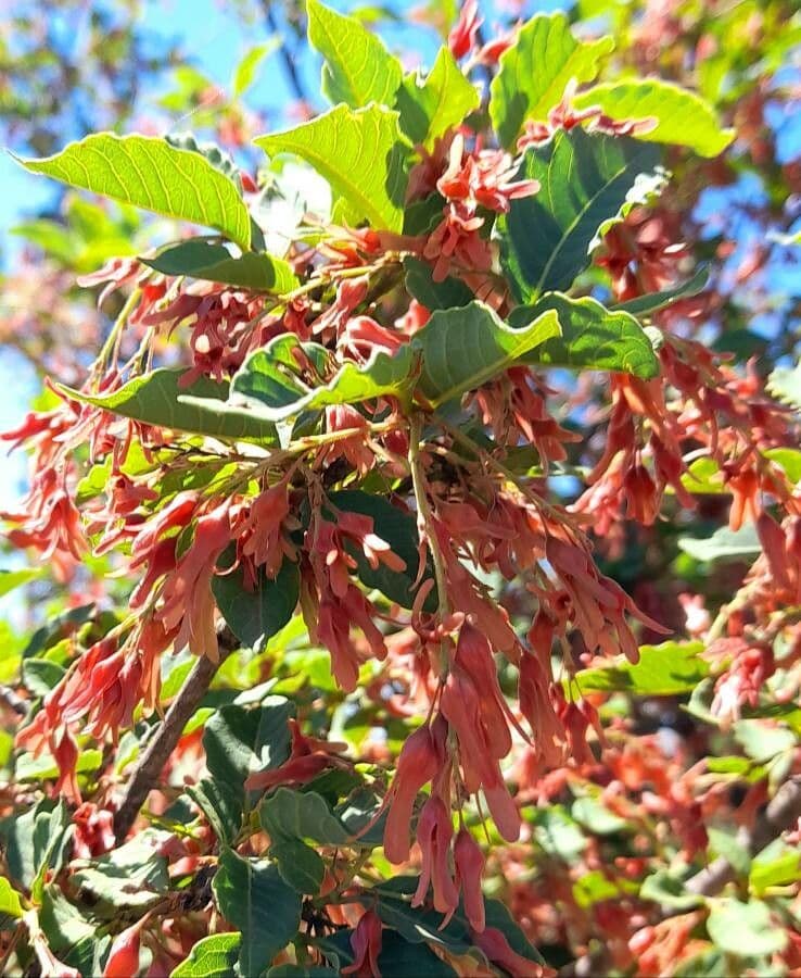 Ruprechtia 2