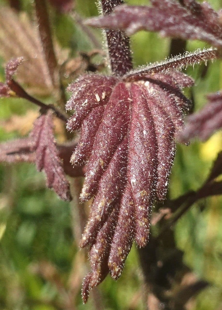 Speronella viscosa 19