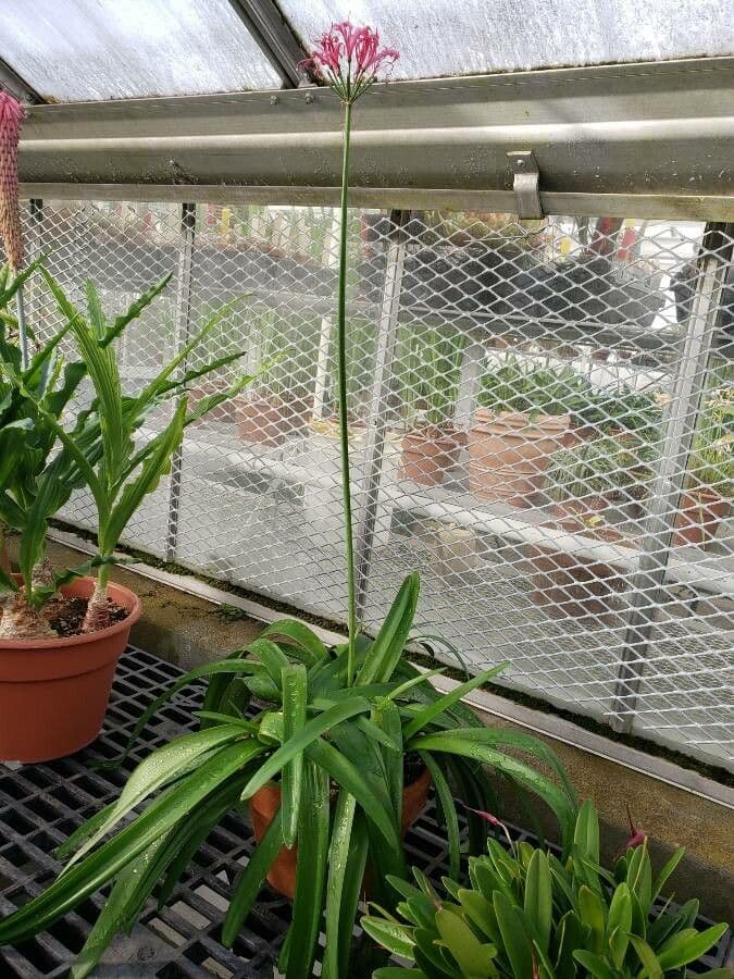 Nerine 7