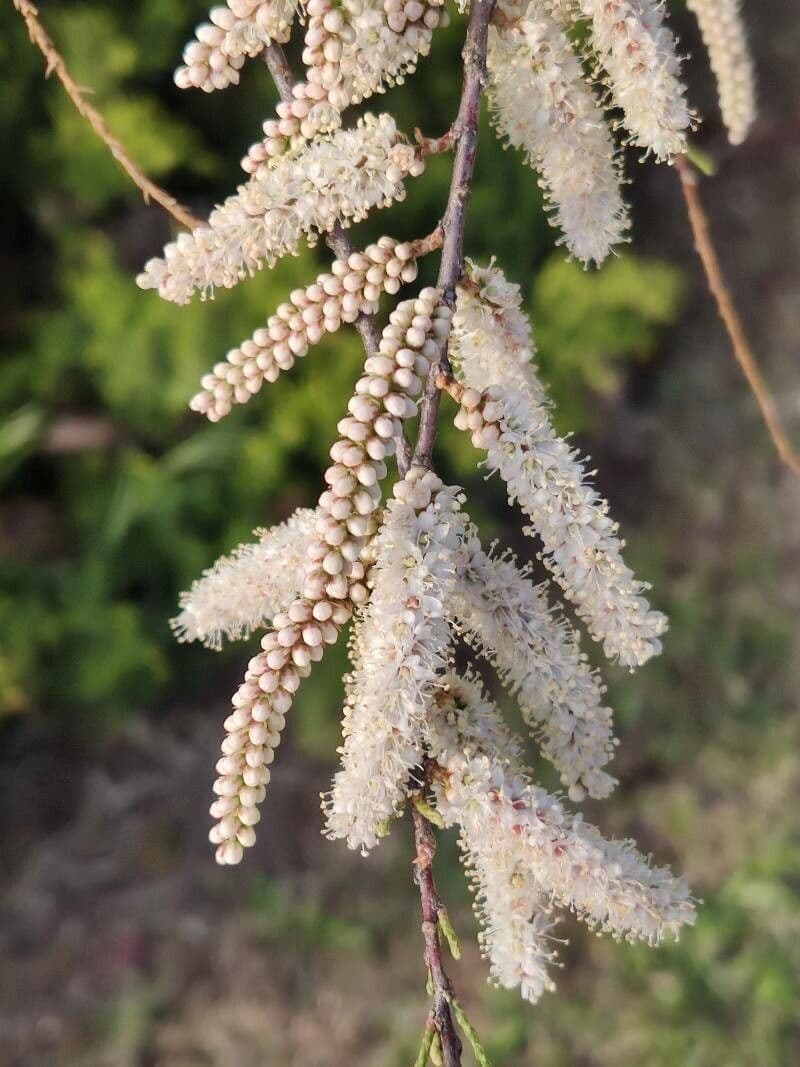 Kanaren-Tamarisk 4