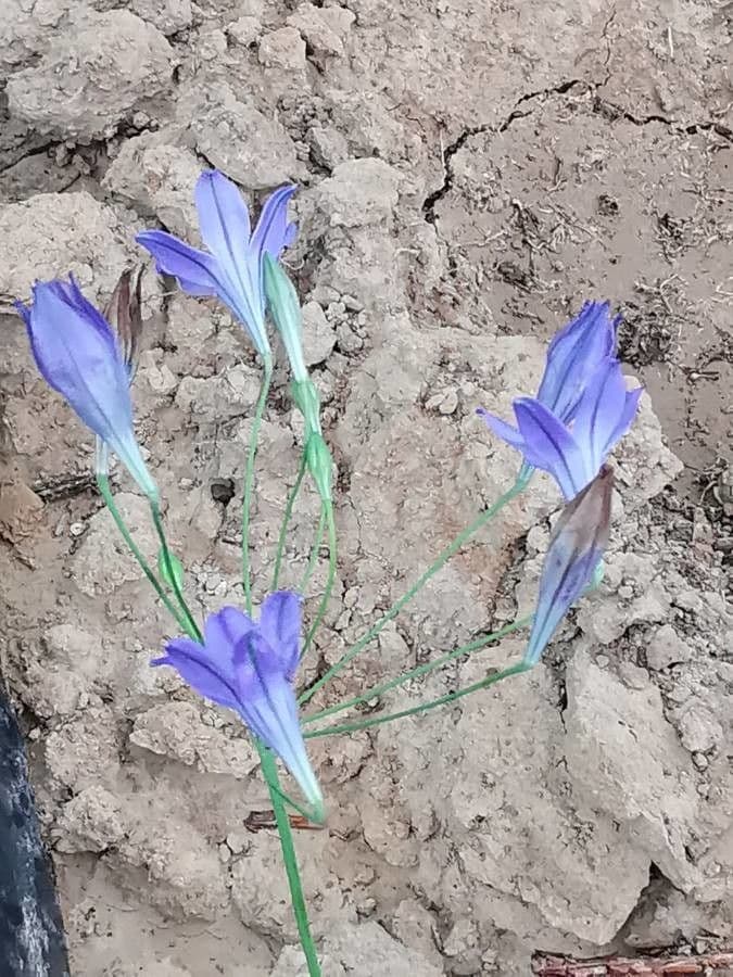Triteleia laxa 5