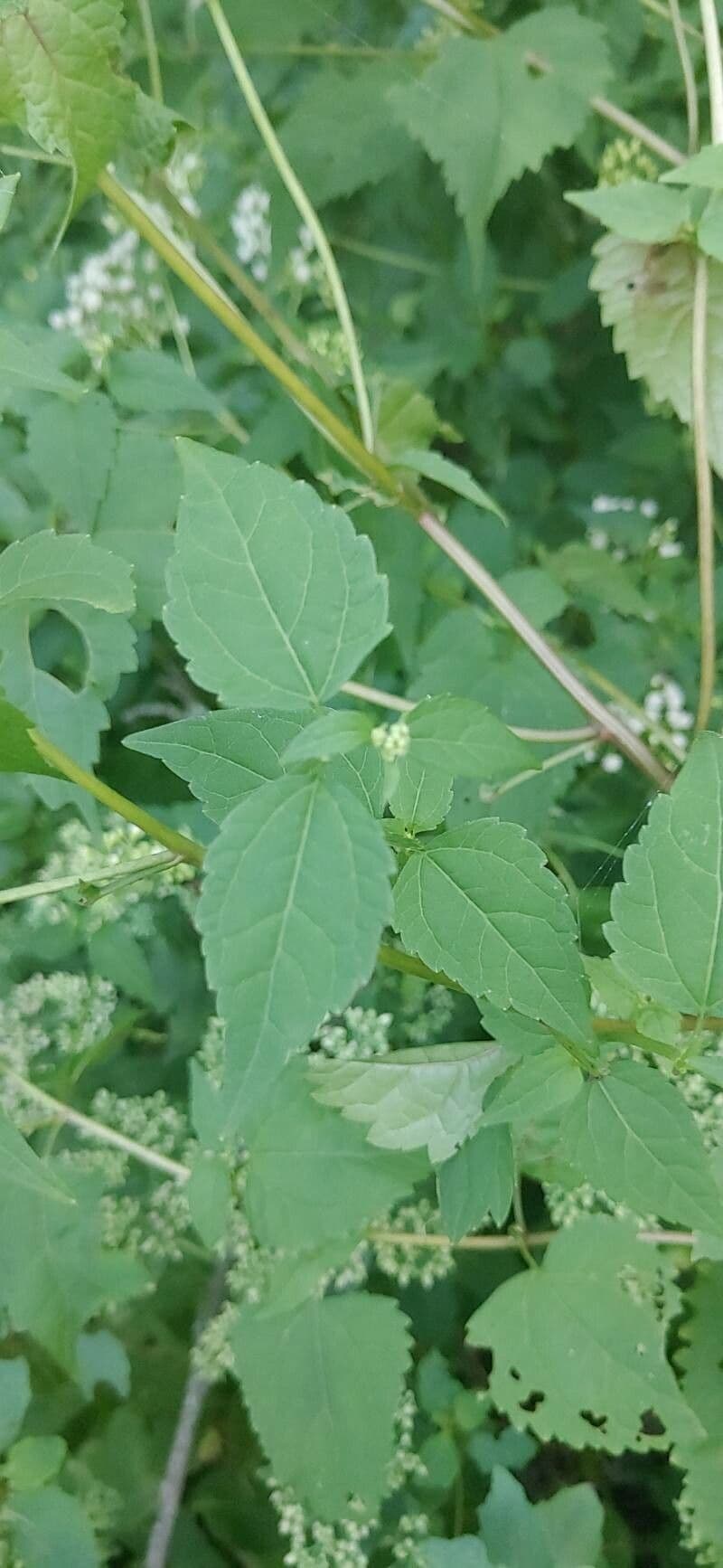 Ageratina aromatica 13