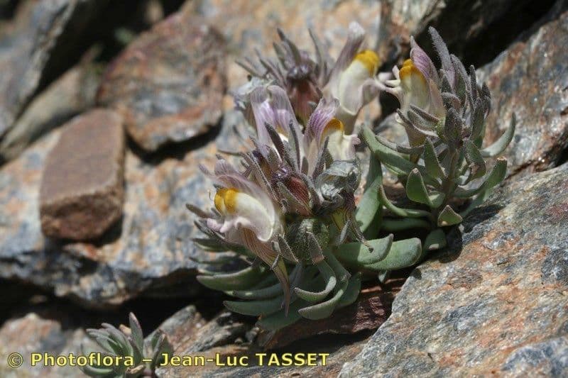 Linaria glaciale 7