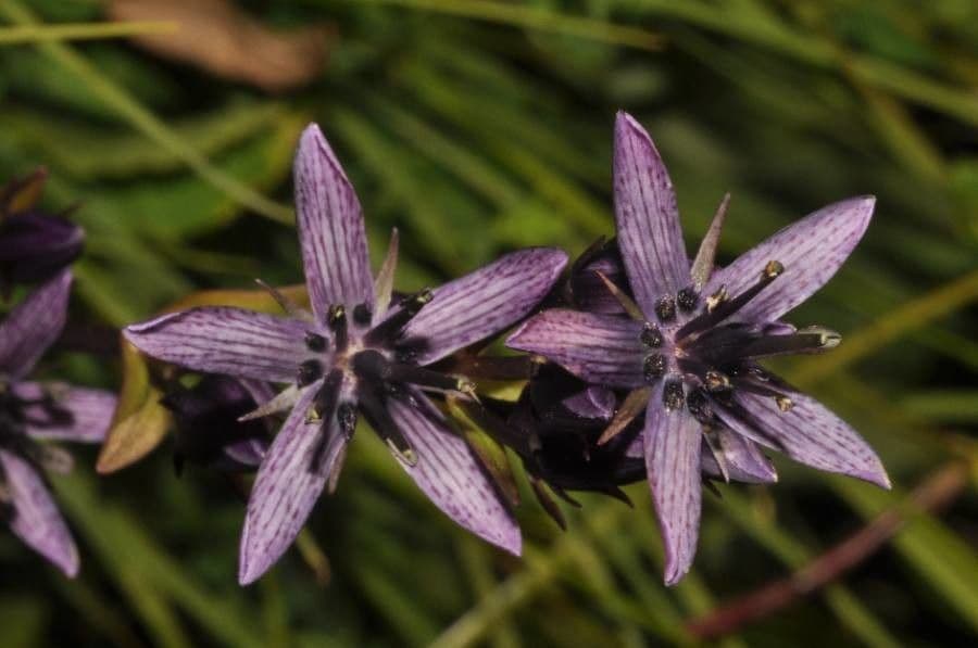 Suertia 4