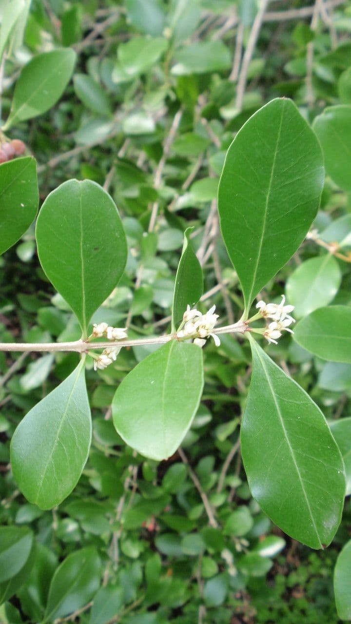 Olinia ventosa 4