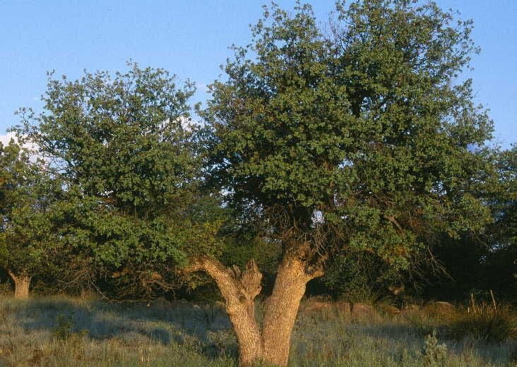 Graue Eiche