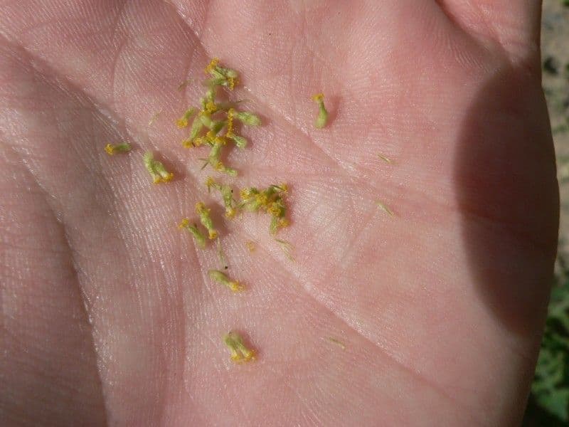 Camomilla fetida 24