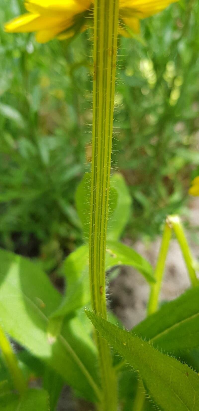 Rudbekia srstnatá 20