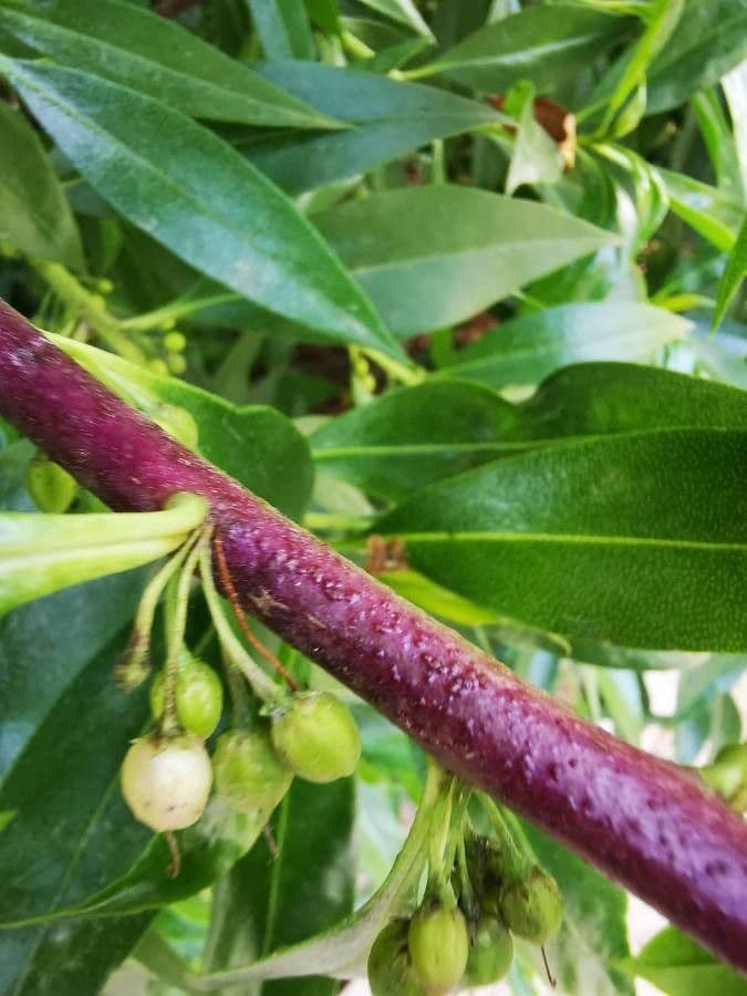 Schlankblättriges Myoporum 4
