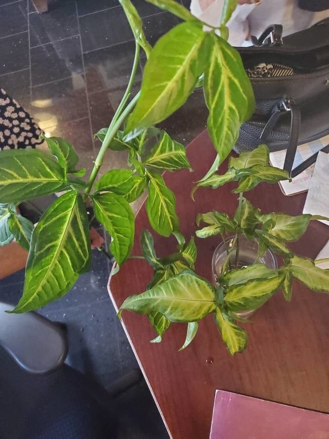 Syngonium 10