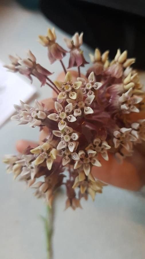 Asclepias 4