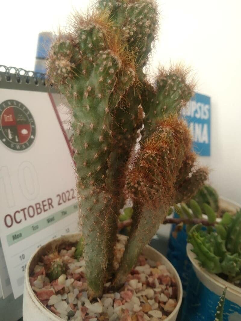 Cactus mela del Perù 16