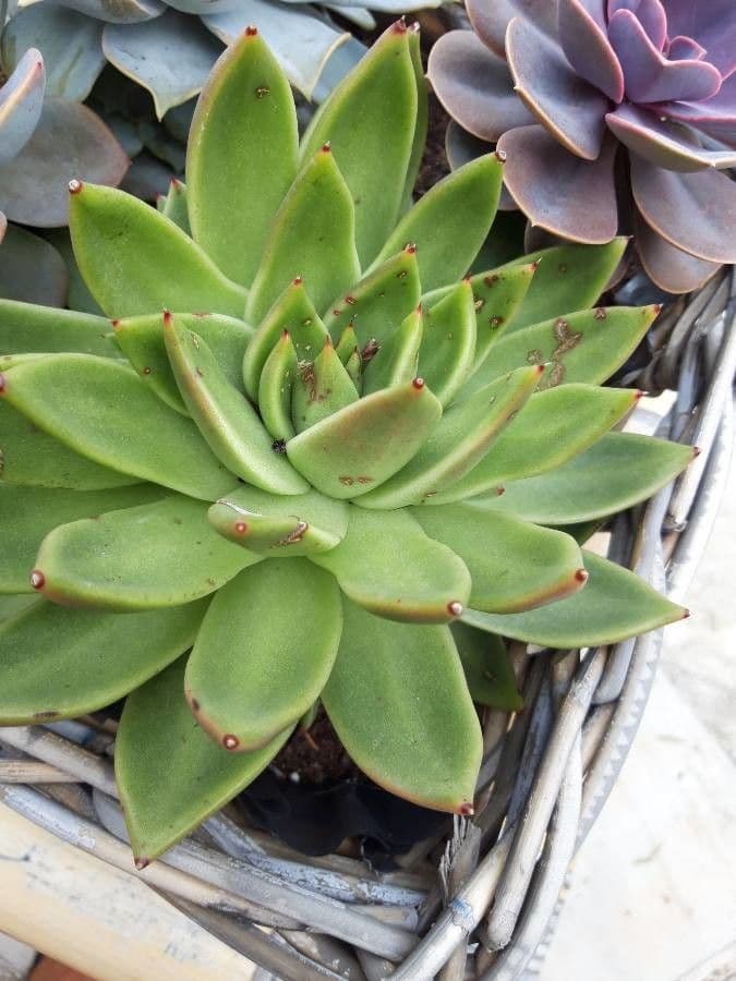 Echeveria 12