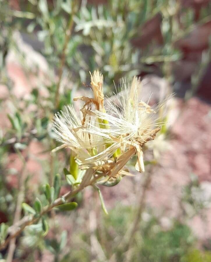 Hyaloseris 2