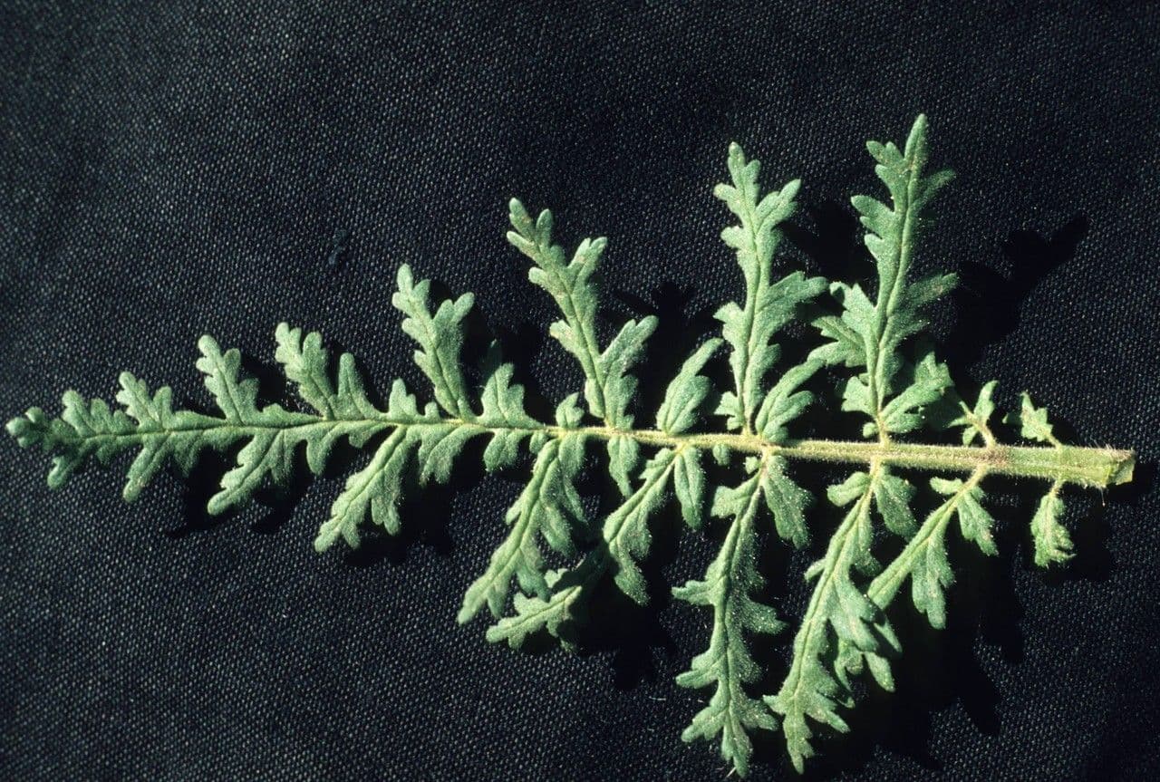 Neumexikanische Phacelia 5