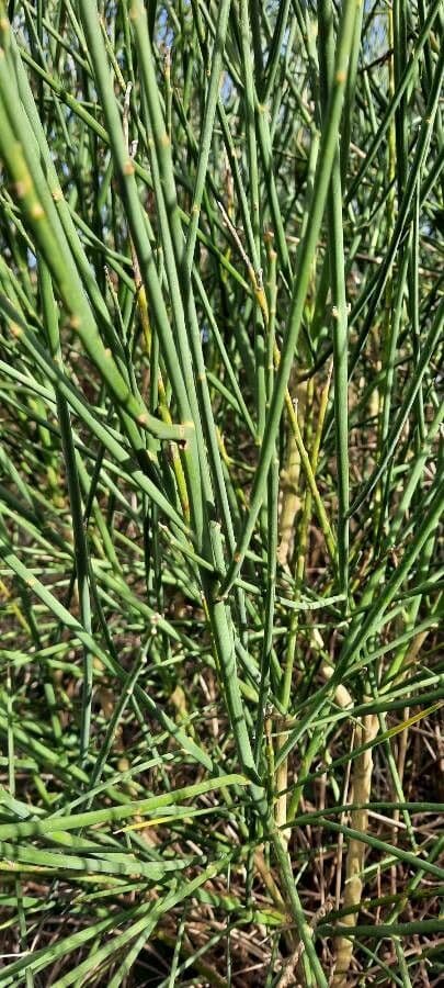 Ginestra odorosa 23