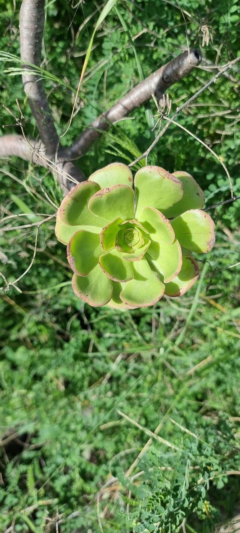  Aeonium canariense 14