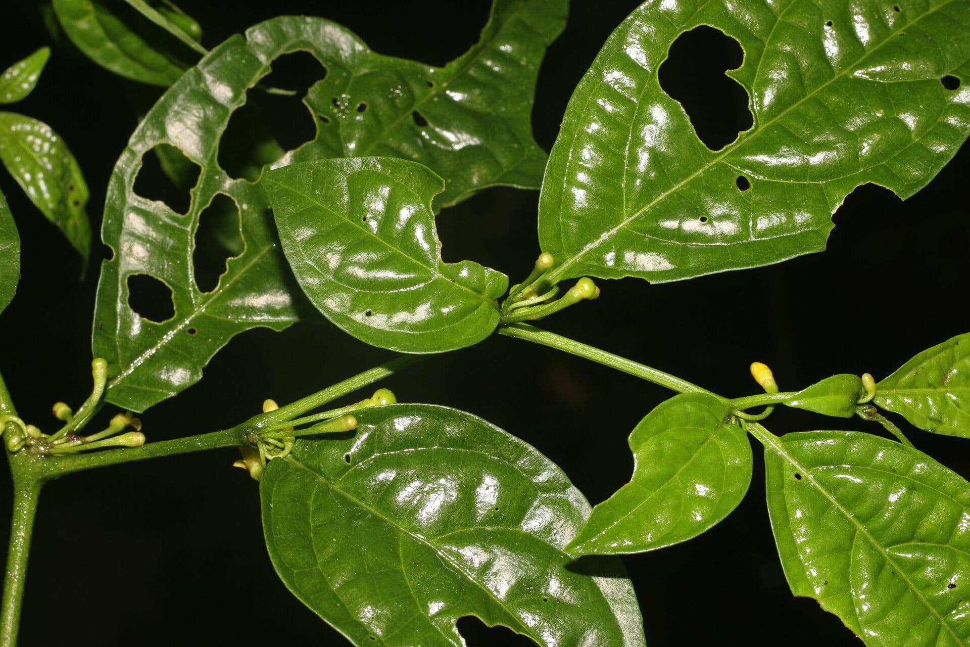 Witheringia 2