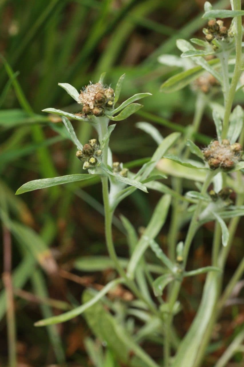 Gnaphalium 7
