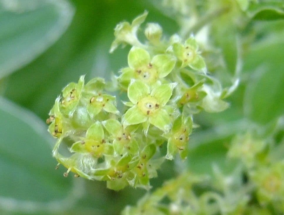 Alchemilla congiunta 2
