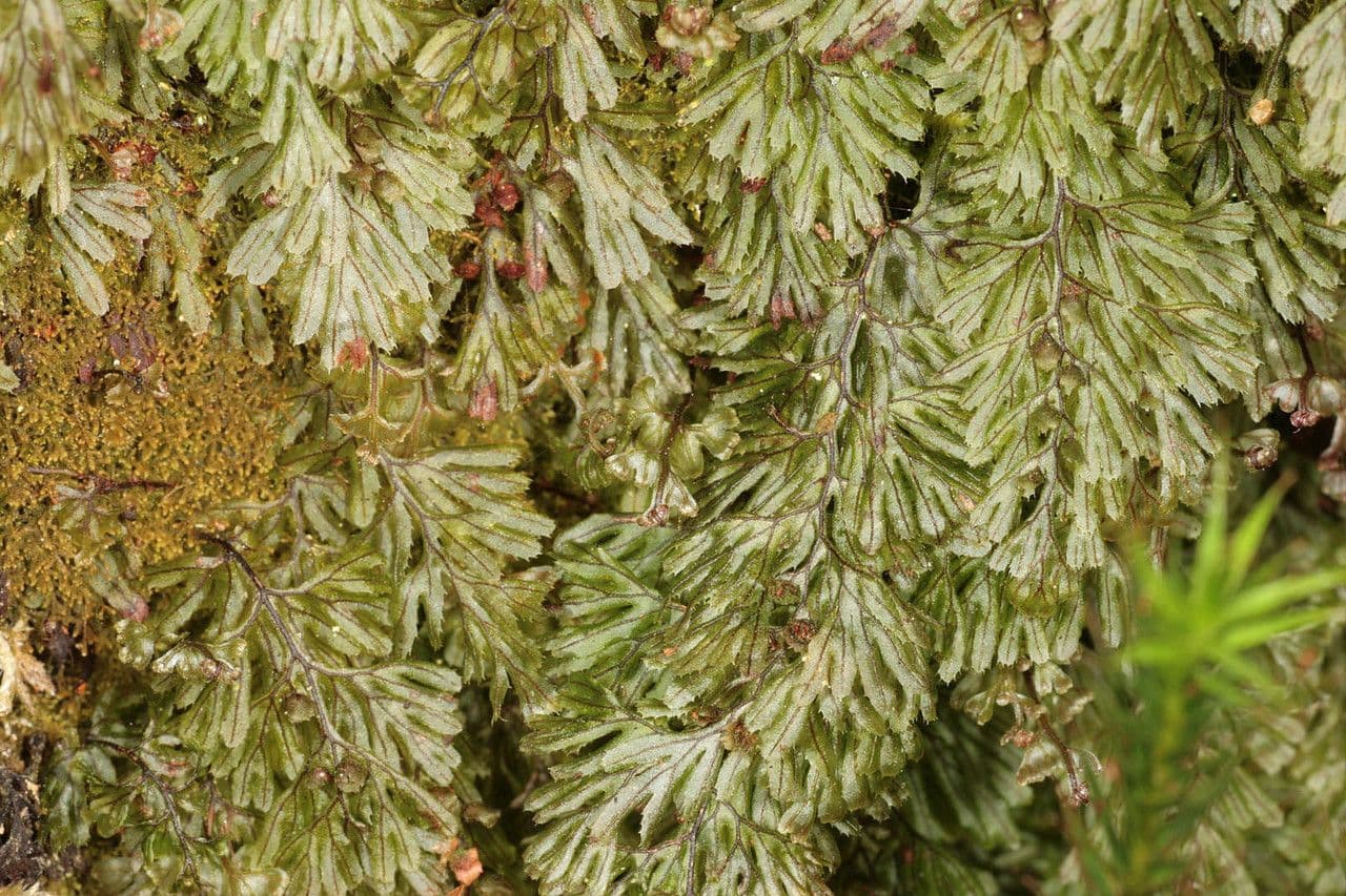 Braunes Hymenophyllum 10