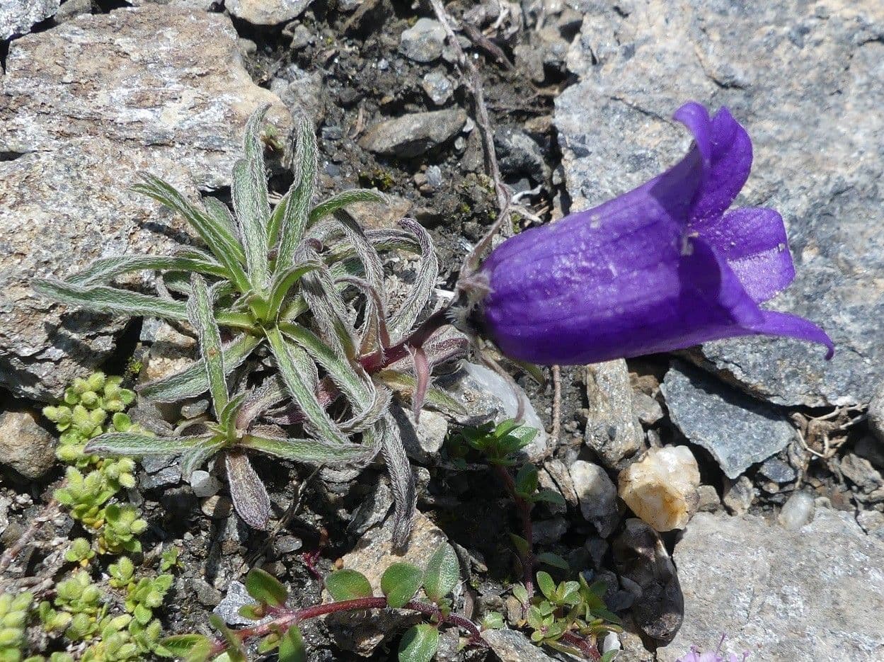 Campanula alpestre 13
