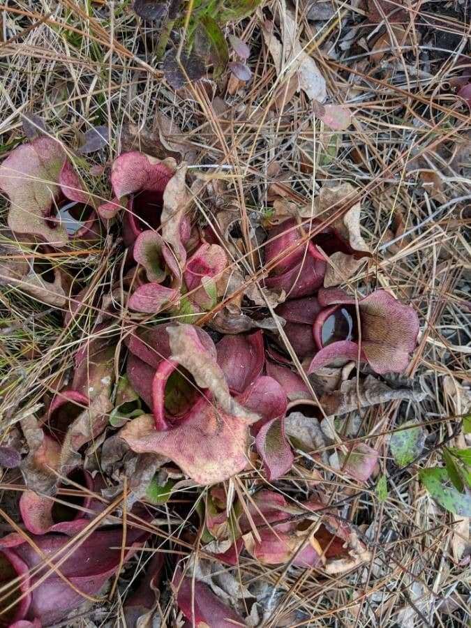 Rote Schlauchpflanze 9