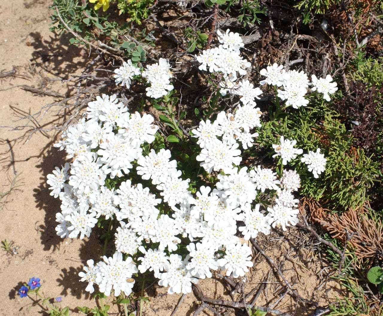 Iberis procumbens 11